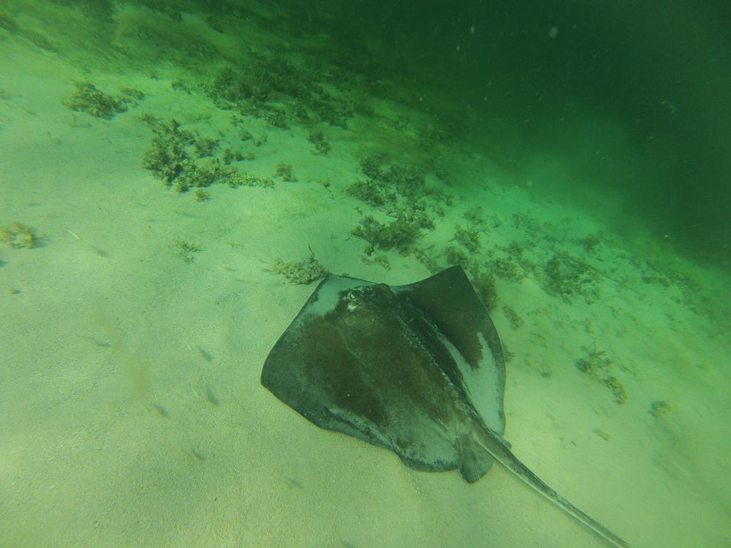 Buccoo Fish Tobago Guesthouse المظهر الخارجي الصورة