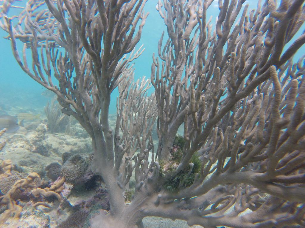 Buccoo Fish Tobago Guesthouse المظهر الخارجي الصورة